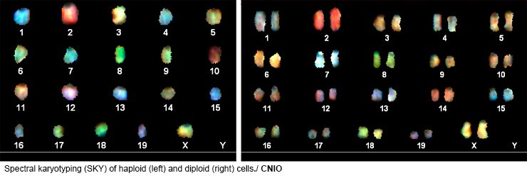 Spectral karyotyping (SKY) of haploid (left) and diploid (right) cells