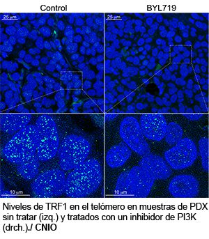 Niveles de TRF1 en el telómero en muestras de PDX sin tratar (izq.) y tratados con un inhibidor de PI3K (drch.)./ CNIO