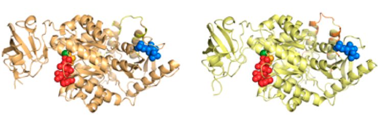 Pyruvate kinase variants 
