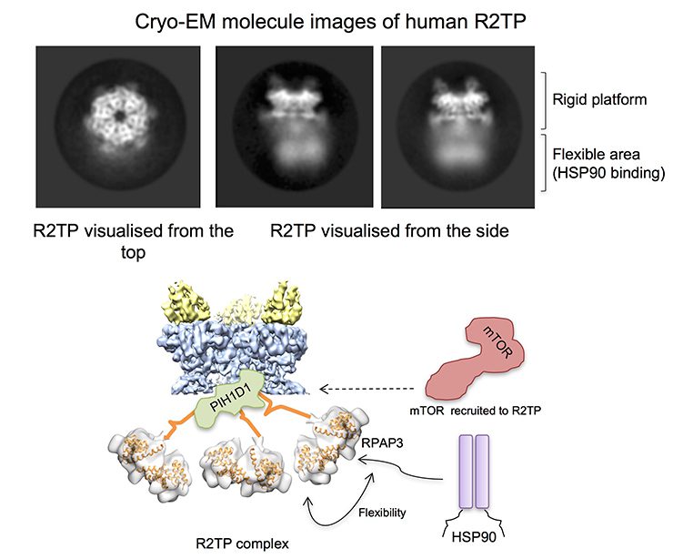 Structure of R2TP observed through high resolution cryo-electron microscopy