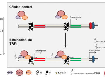 Modelo de cómo TRF1 controla la pluripotencia.