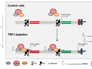 Model of the role of TRF1 in controlling pluripotency