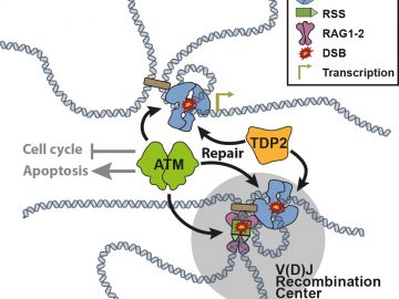 Actividad de la topoisomerasa II