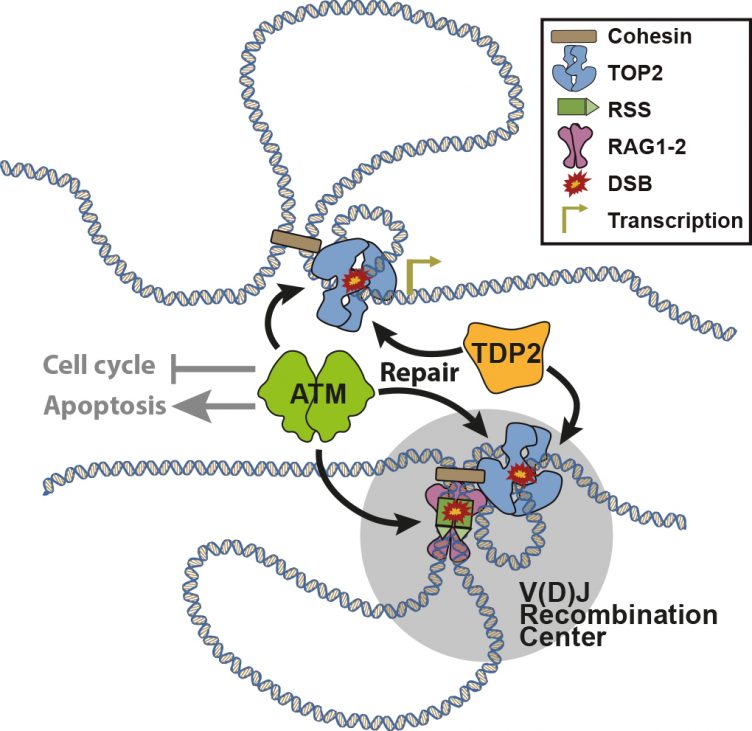 Actividad de la topoisomerasa II