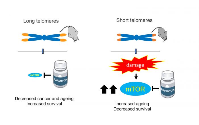 Rapamycin (mTOR) pathway