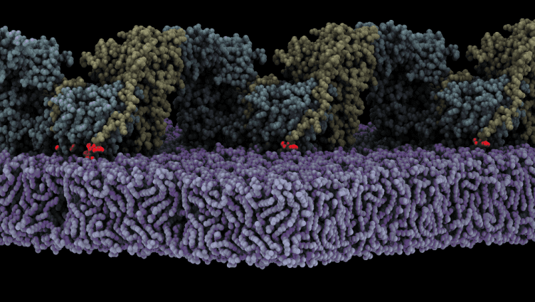 Activation of FAK on lipid membranes