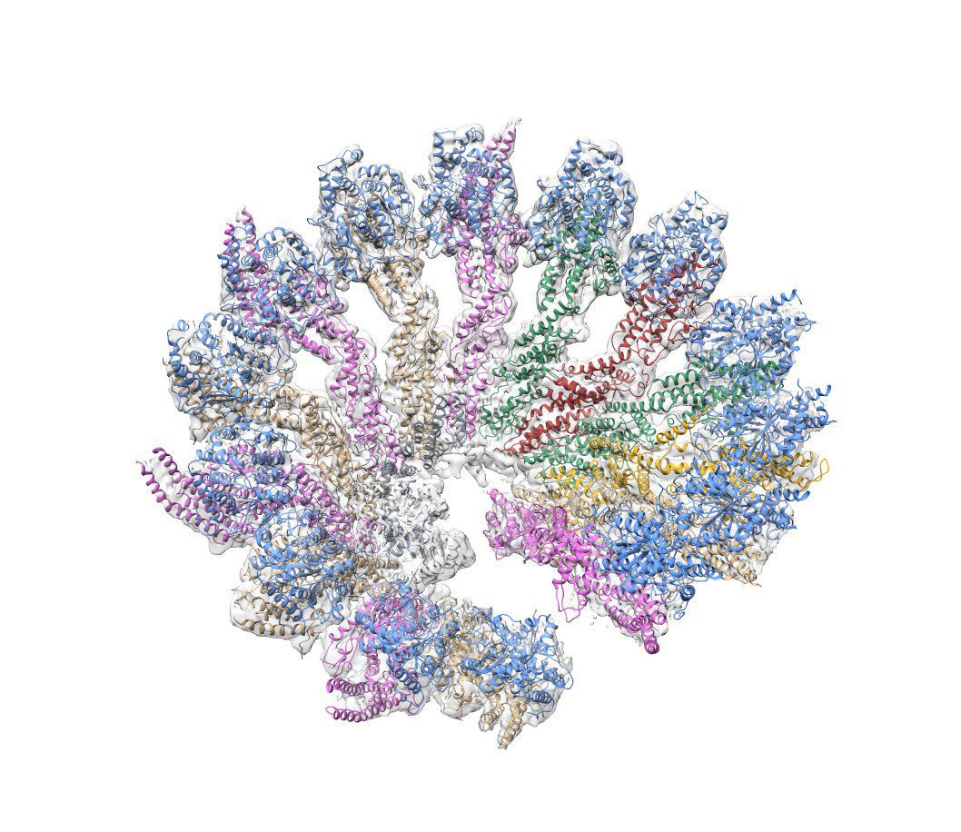 3D structure of the reconstituted human γ-tubulin ring complex. /CNIO