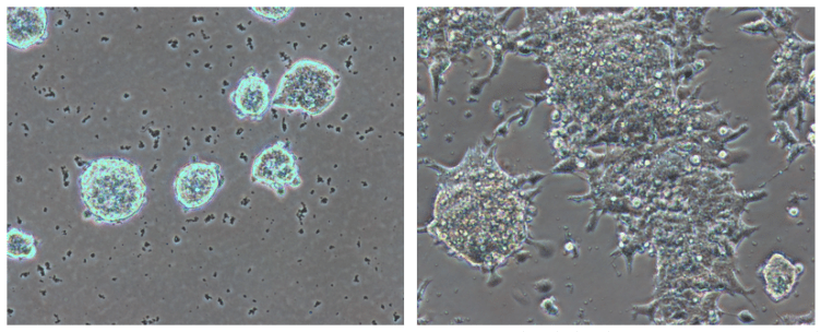 Embryonic stem cells, CNIO