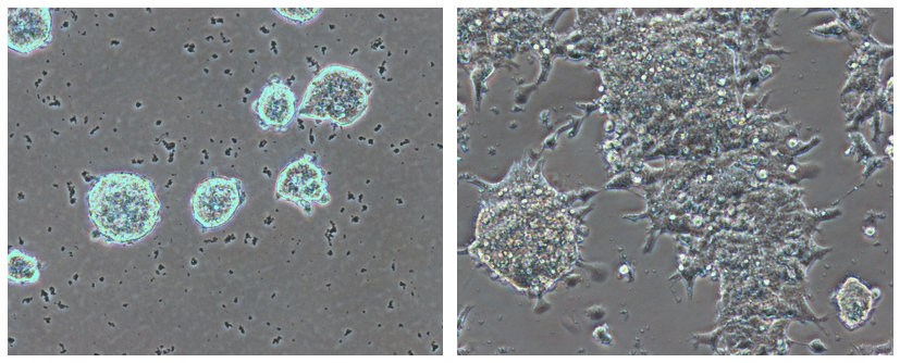 Embryonic stem cells, in naïve state (left) and primed state (right). /CNIO