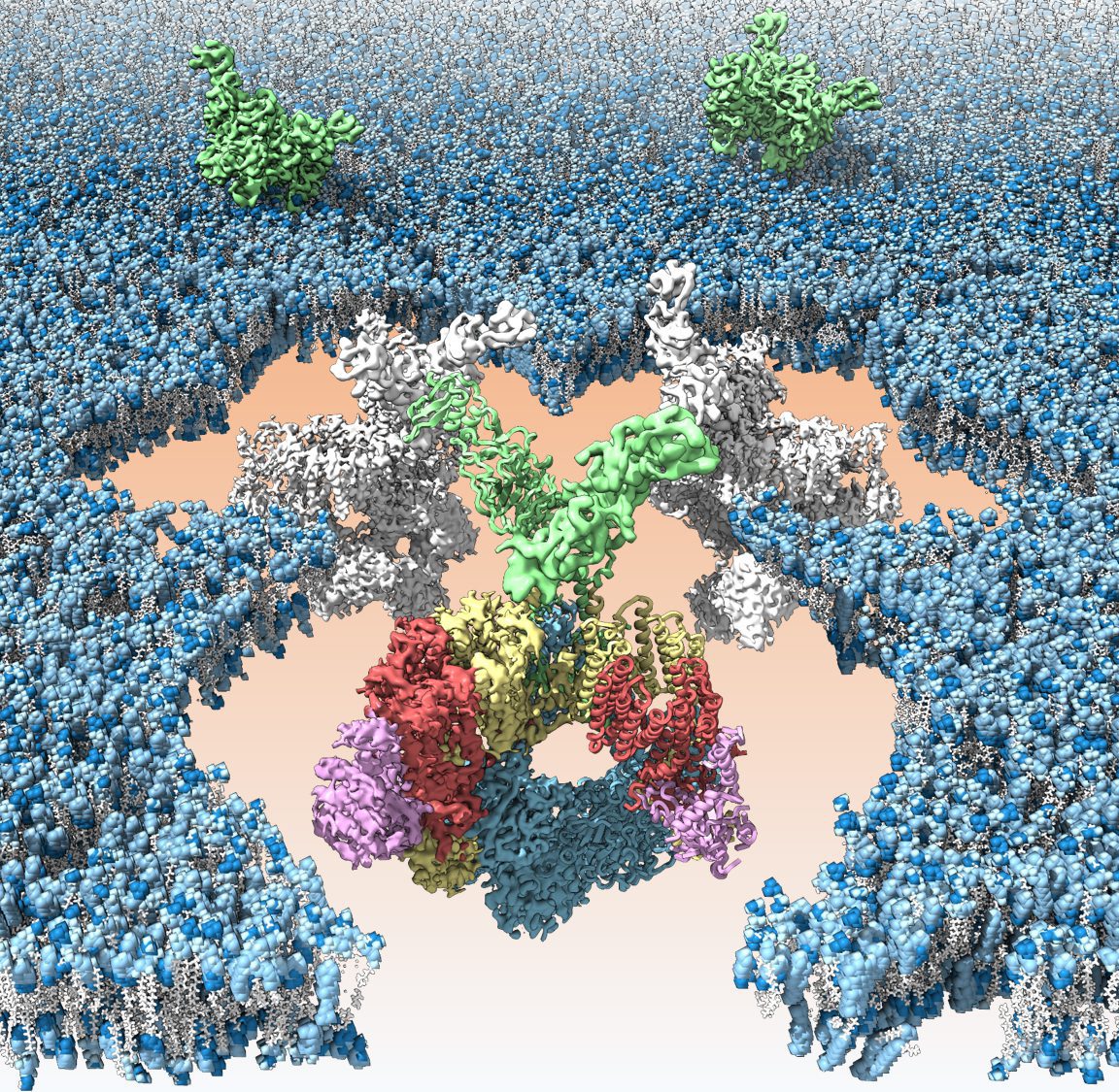 Artist’s rendering of the subcomplex that constitutes the T7SS secretion system of 