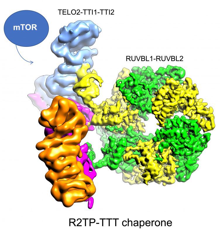 Structure of the TELO2-TTI1-TTI2 proteins determined in the article, together with the rest of the proteins that form the complex that manages the assembly of mTOR /CNIO