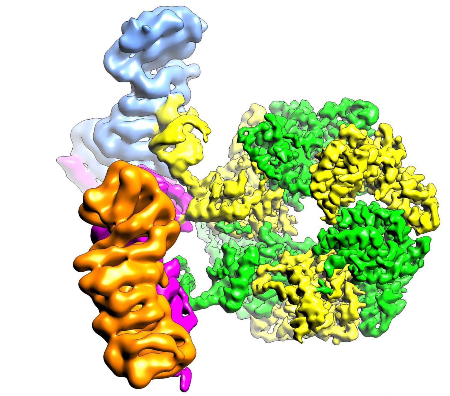 Estructura de las proteínas descifradas en el artículo, unidas al resto de las que forman parte del complejo encargado de ensamblar mTOR. /CNIO