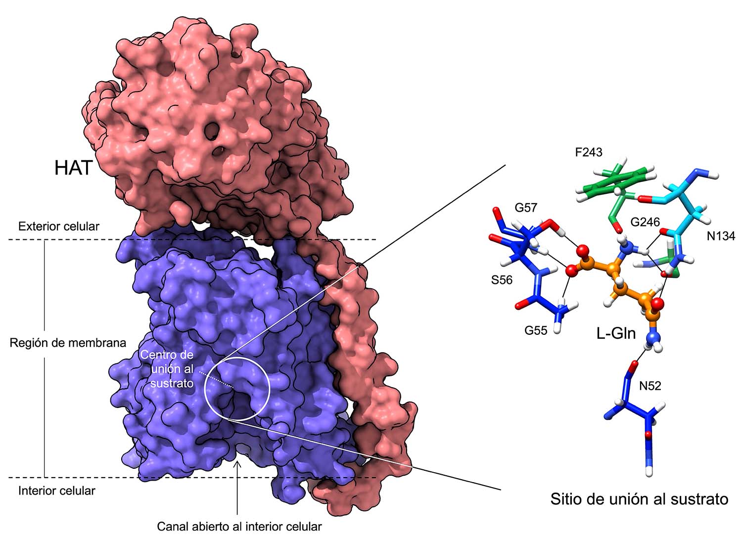 Estructura de la proteína LAT2/CD98hc, resuelta mediante crio-microscopía electrónica. En azul se indica la región que se une a los aminoácidos para permitir su transporte dentro y fuera de las células. En esta región está resaltado el centro de unión a los aminoácidos, que se abre al interior celular. /CNIO