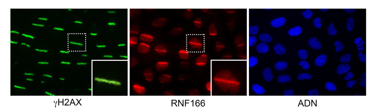 Células humanas con el ADN dañado mediante un rayo láser en el laboratorio. En verde, la proteína clásica de reparación gammaH2AX unida a las roturas generadas por el láser; en rojo, la proteína RNF166 descubierta en este trabajo unida a las roturas del ADN, coincidiendo con gammaH2AX; en azul, el ADN celular. /Bárbara Martínez-Pastor y Giorgia G. Silveira. CNIO, MGH.