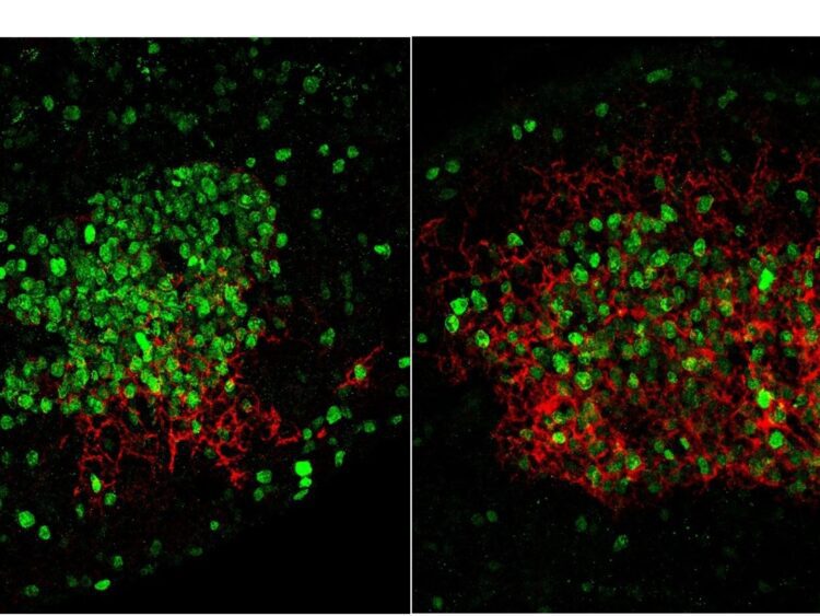 Centro germinal con estructura normal a la izquierda y aberrante por la falta de NGFR a la derecha. Los linfocitos B en proceso de maduración se muestran en verde y las células que generan la estructura en rojo. /Alberto Hernandez. CNIO