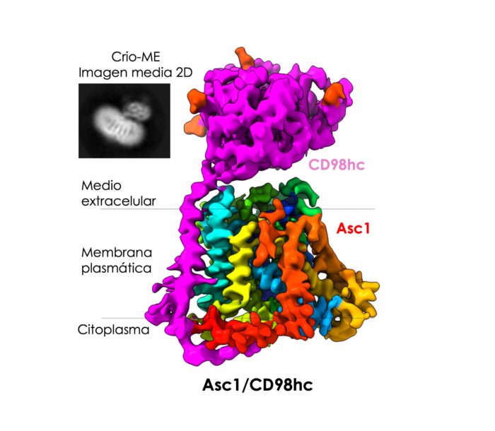 Structure of the Asc1/CD98hc transporter protein with its two components: CD98hc (fuchsia) and Asc1 (multicolor), which spread from inside the cell (cytoplasm) to the outside, crossing its membrane.  By changing their structure, they transport the amino acids D-serine and glycine.  Inset: Electron microscopic image showing the CD98hc component protruding from the membrane and the transverse bands corresponding to the Asc1 protein.